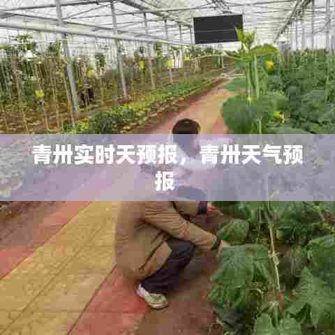 青卅实时天预报,青卅天气预报