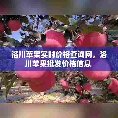洛川苹果实时价格查询网，洛川苹果批发价格信息 