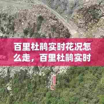 百里杜鹃实时花况怎么走,百里杜鹃实时动态