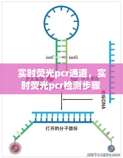 实时荧光pcr通道,实时荧光pcr检测步骤