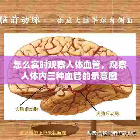 怎么实时观察人体血管,观察人体内三种血管的示意图