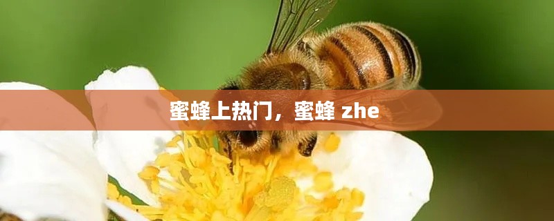 蜜蜂上热门,蜜蜂 zhe