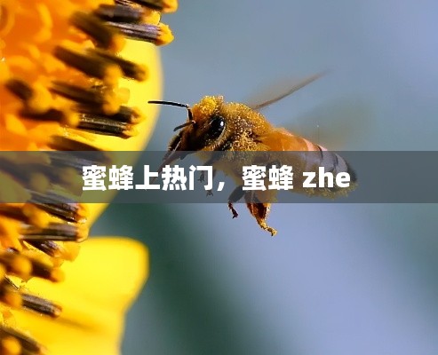 蜜蜂上热门,蜜蜂 zhe