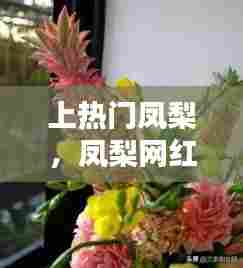 上热门凤梨,凤梨网红