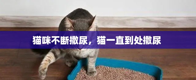 猫咪不断撒尿,猫一直到处撒尿