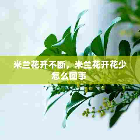 米兰花开不断,米兰花开花少怎么回事