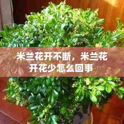 米兰花开不断,米兰花开花少怎么回事