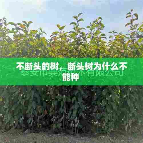 不断头的树,断头树为什么不能种