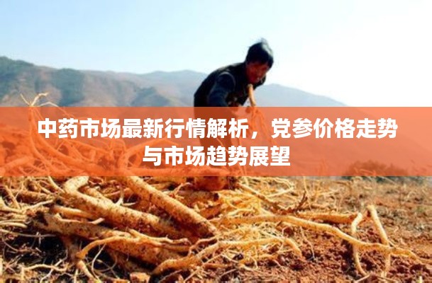 中药市场最新行情解析,党参价格走势与市场趋势展望