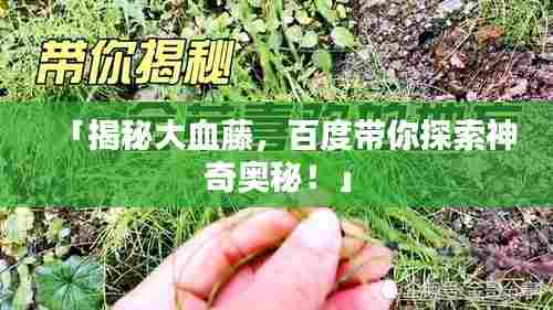 「揭秘大血藤,百度带你探索神奇奥秘!」