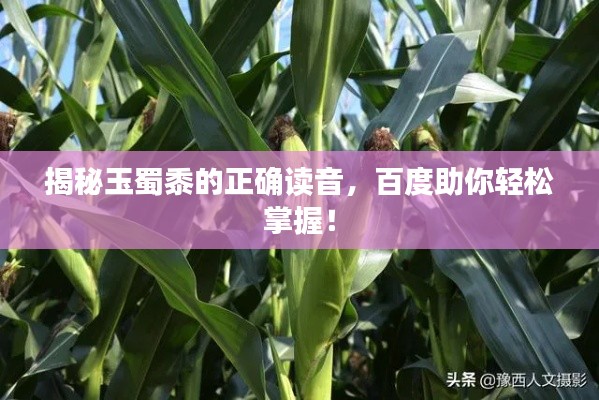 揭秘玉蜀黍的正确读音，百度助你轻松掌握！