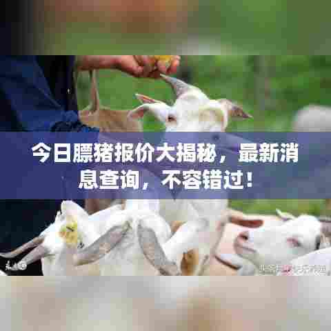 今日膘猪报价大揭秘,最新消息查询,不容错过!