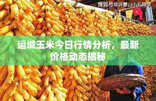 运城玉米今日行情分析，最新价格动态揭秘