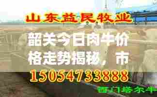 韶关今日肉牛价格走势揭秘,市场分析及影响因素探讨