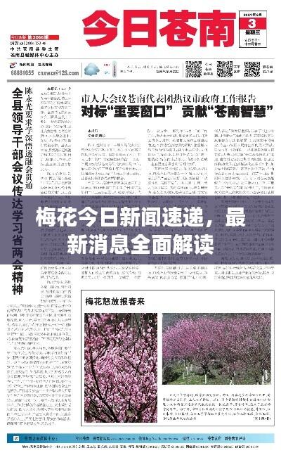 梅花今日新闻速递，最新消息全面解读