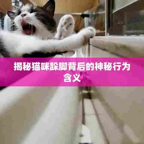 揭秘猫咪跺脚背后的神秘行为含义