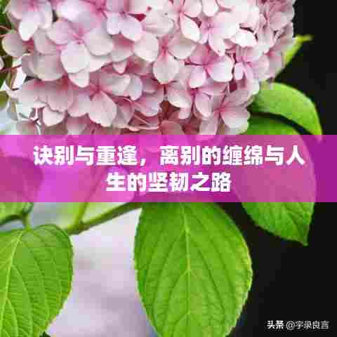 诀别与重逢,离别的缠绵与人生的坚韧之路
