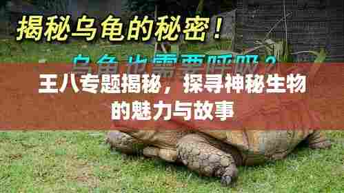 王八专题揭秘，探寻神秘生物的魅力与故事