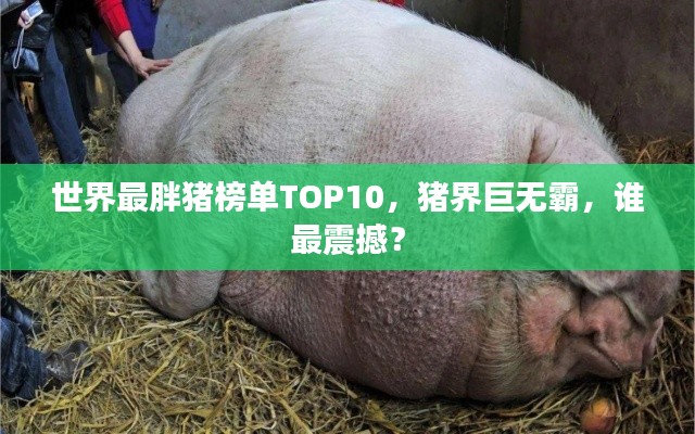 世界最胖猪榜单TOP10，猪界巨无霸，谁最震撼？