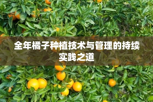 全年橘子种植技术与管理的持续实践之道