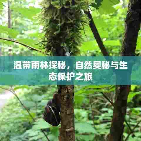 温带雨林探秘，自然奥秘与生态保护之旅