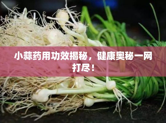 小蒜药用功效揭秘,健康奥秘一网打尽!